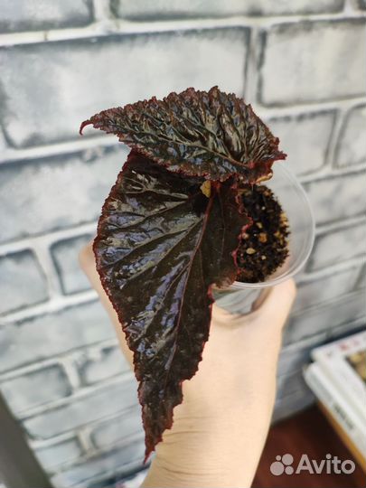 Фикусы, мини монстера, бегония