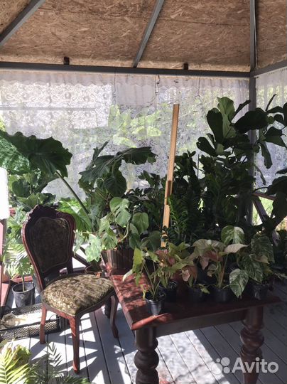 Цветы комнатные домашние