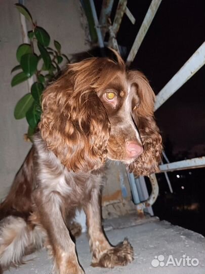 Продам щенка