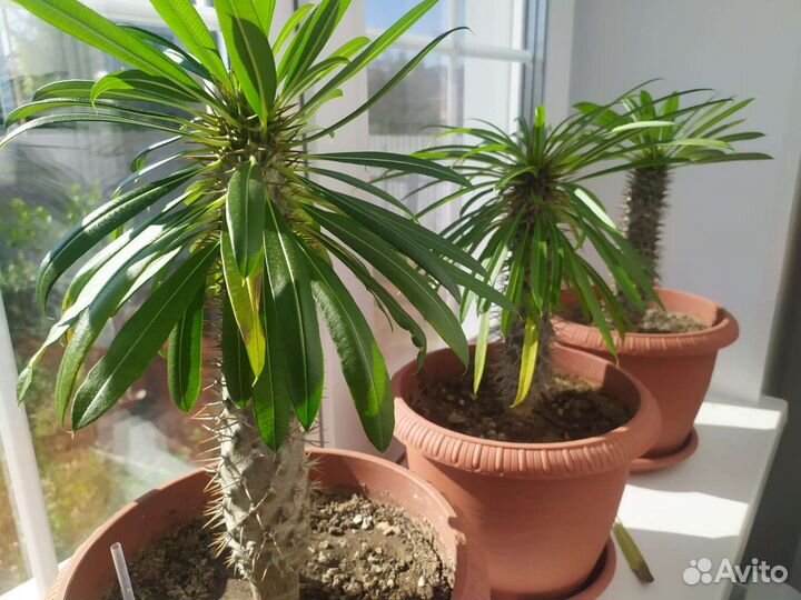 Комнатные растения