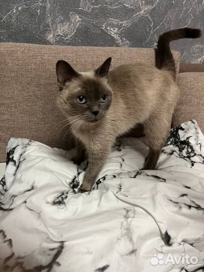 Необыкновенная кошка в добрые руки