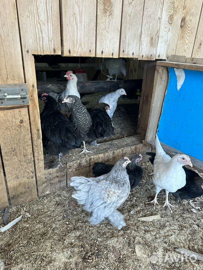 Куры молодки несушки