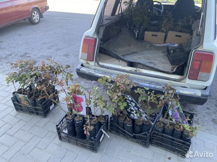 Кустовые розы саженцы