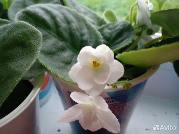 Фиалки белые