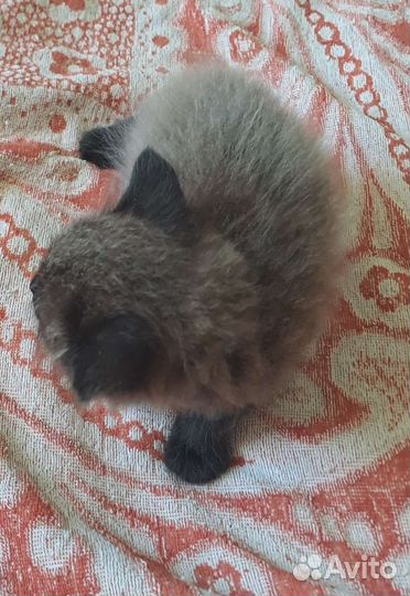 Котёнок невская маскарадная (помесь)