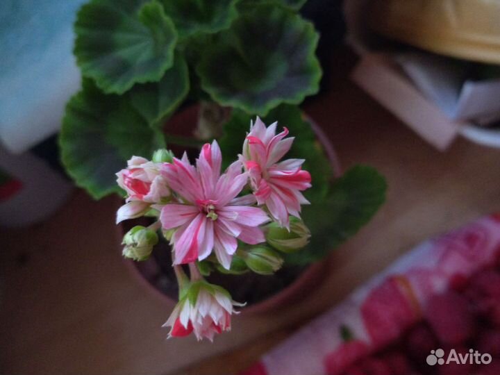 Пеларгонии сортовые