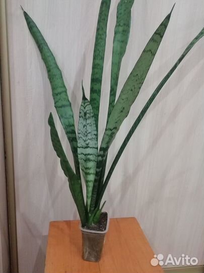 Сансевиерия