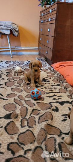 Кокер спаниель