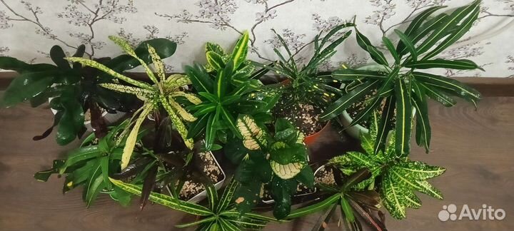 Кротон кодиуем или обмен