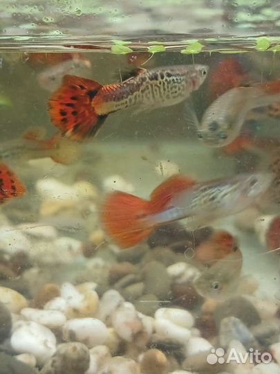 Аквариумные рыбки гуппи
