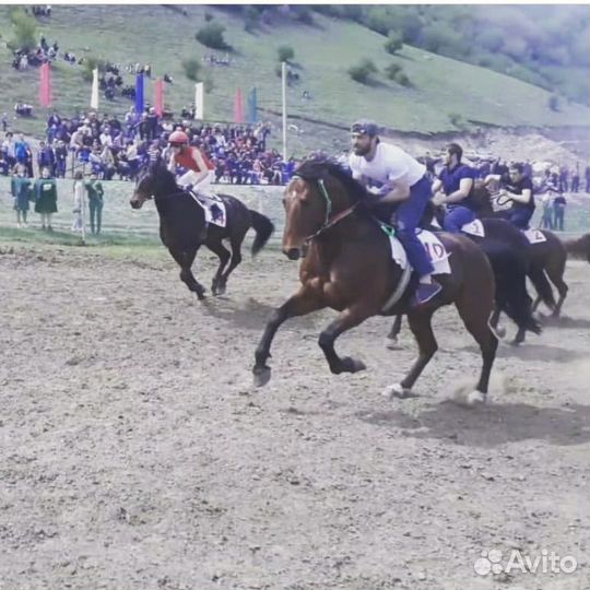Жеребята отъёмыши