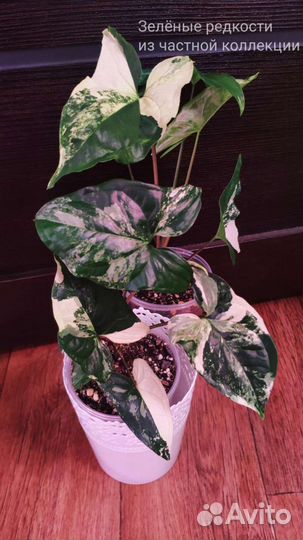 Сингониум Империал Вайт