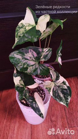 Сингониум Империал Вайт