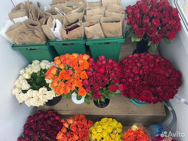 Роза букет 101/51/31