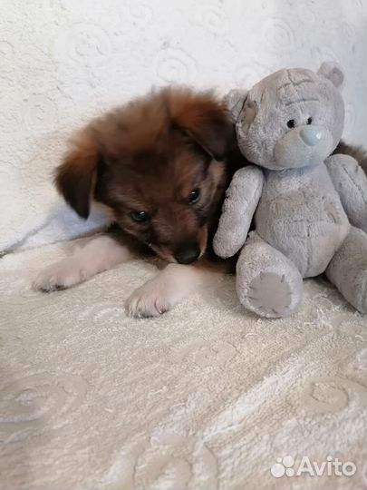 Маленькая собака в добрые руки