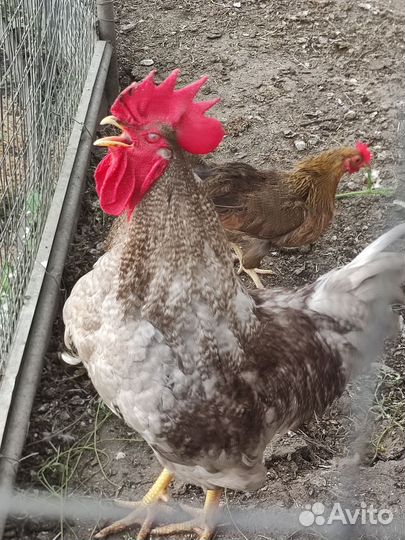 Петух доминант