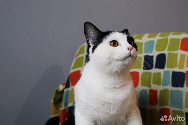 Добрый котик Пифагор ищет семью