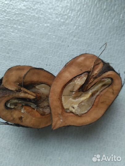 Маньчжурский орех