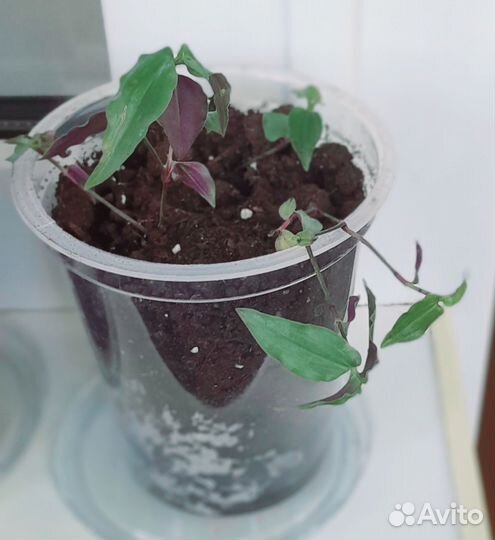 Комнатные растения, цветы