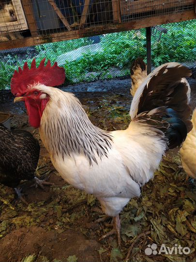 Яйцо на инкубацию