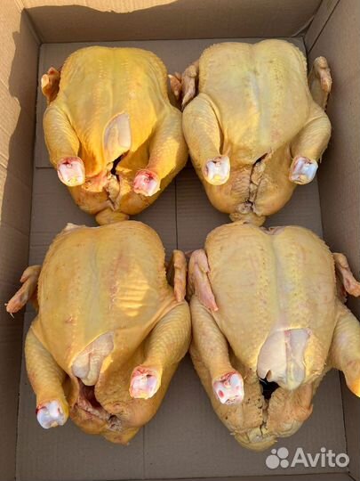 Бройлер домашний