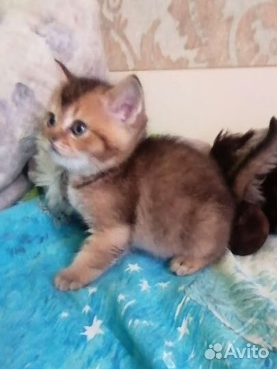 Шотландские вислоухие золотые мишутки