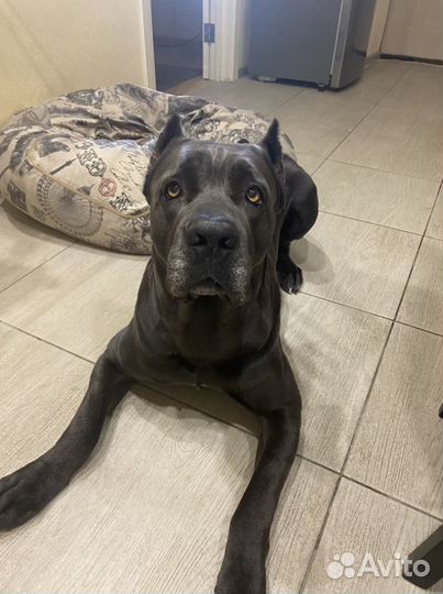 Кобель вязка кане Корсо