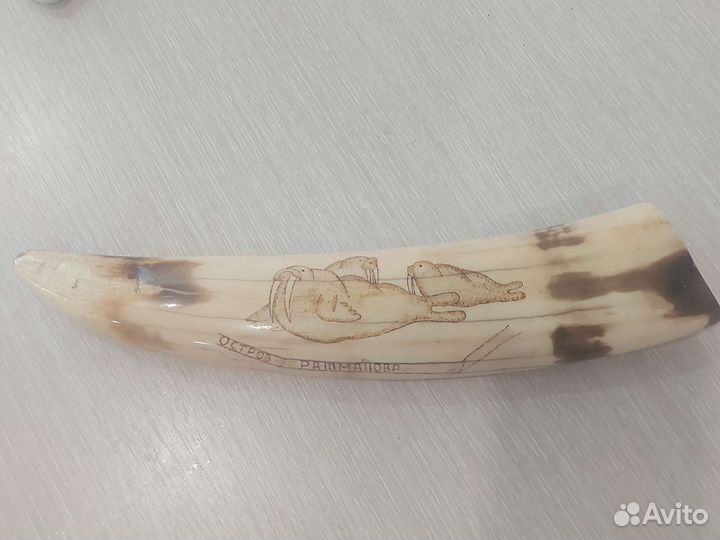 Клык моржа имитация