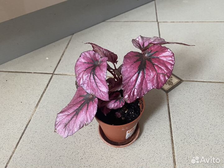 Комнатные растения