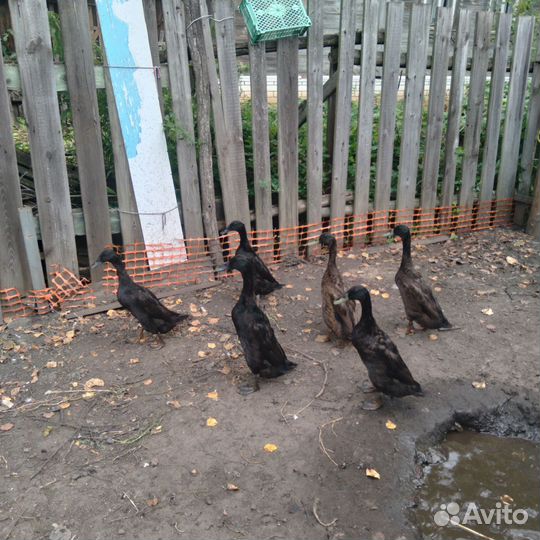 Утки индийский бегунок