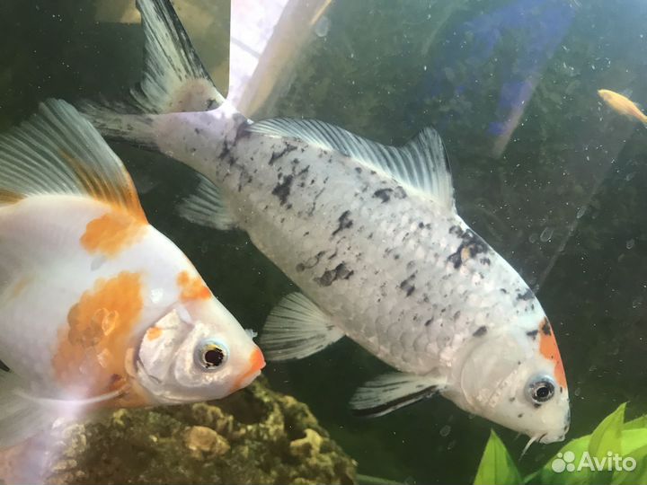 Аквариумные рыбки