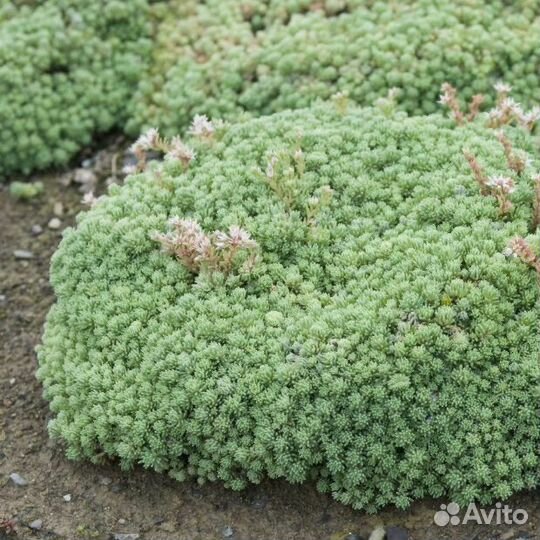 Очиток почвопокровное альпийская горка