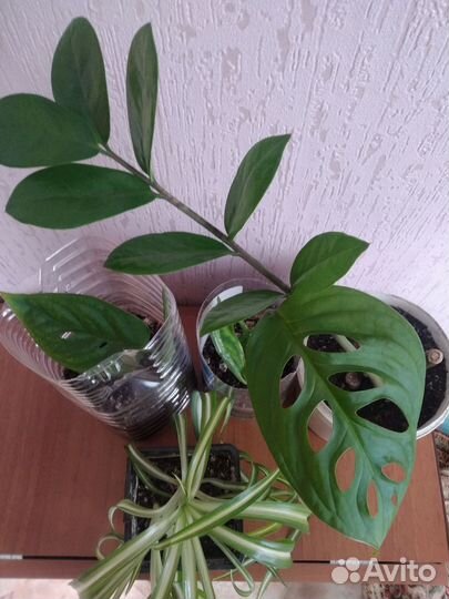 Хлорофитум кудрявый, доллоровое дерево, монстера