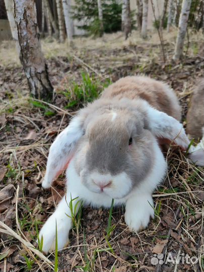 Кролик французский баран