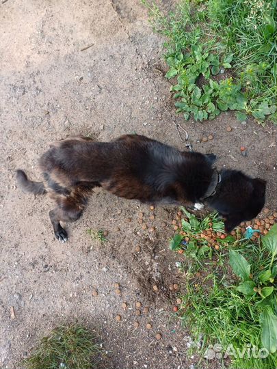 Две собачки