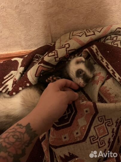 Домашний хорек