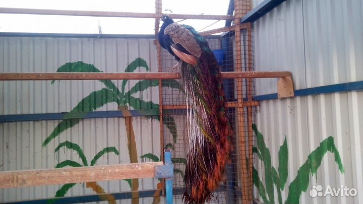 Фазаны Павлины