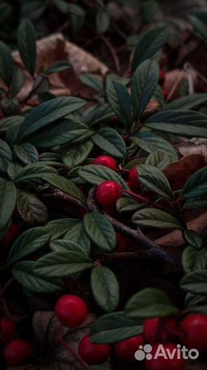 Чепчик вязаный женский kitty