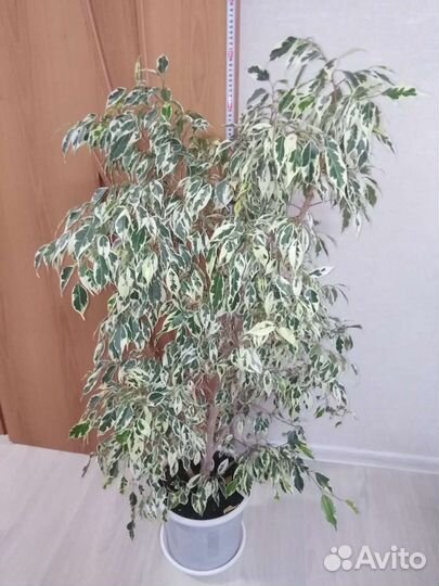 Фикус бенджамина