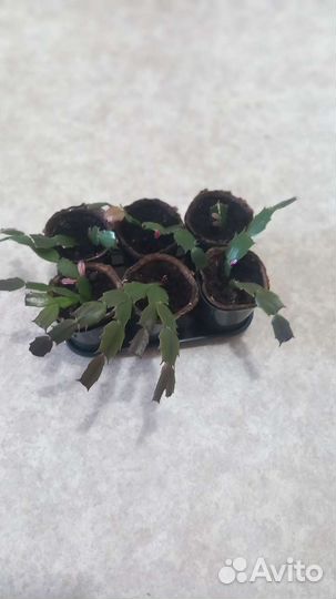 Декабрист шлюмбергера