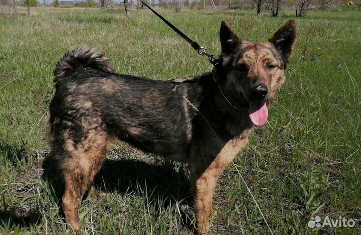 Ева ищет дом