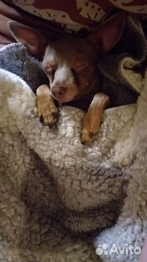 Передержка собак