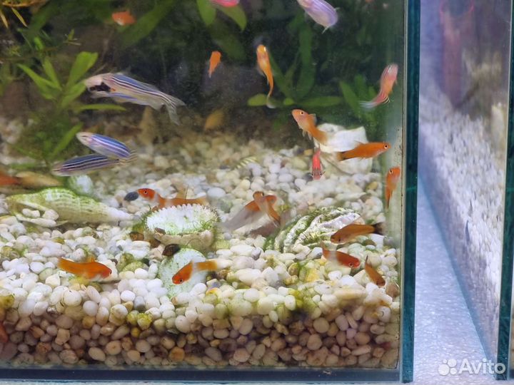 Аквариумные рыбки