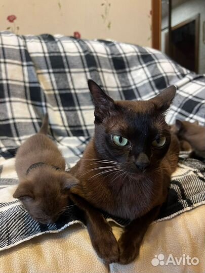 Бурманские котята соболя