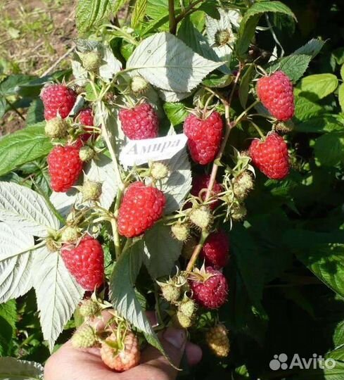 Саженцы малины