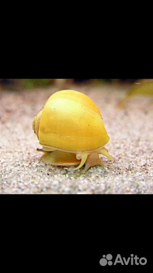 Улитки аквариумные ампулярии