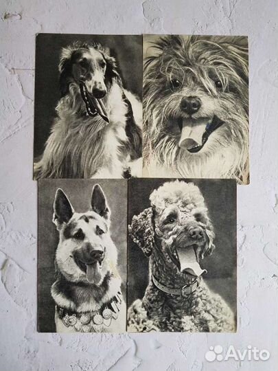 Открытки с собаками 1968 год