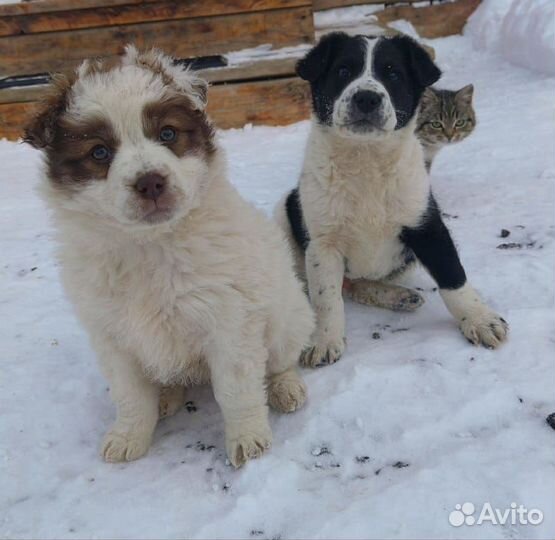 Щенки спаниеля