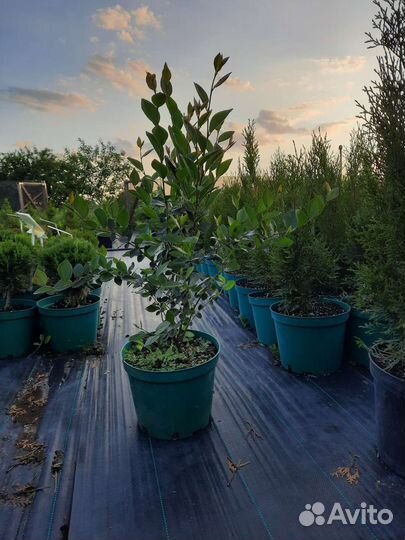 Кизильник блестящий