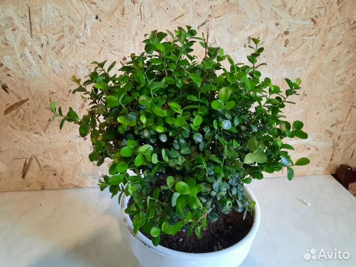 Мирсина африканская с гарантией